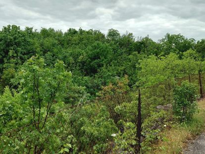 Land in Cetinje, Montenegro, 13 000m2 - kosten 75&nbsp;000€ - Ref: 70472 foto 3