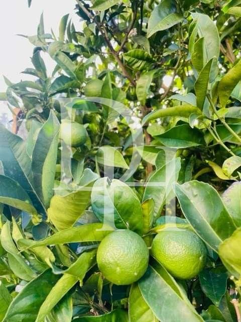 Коттедж в Добра воде, Черногория, 202м2 - стоимость 380&nbsp;000€ - Ref: 72110 фото 24