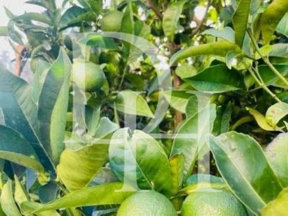 Коттедж в Добра воде, Черногория, 202м2 - стоимость 380&nbsp;000€ - Ref: 72110 фото 24