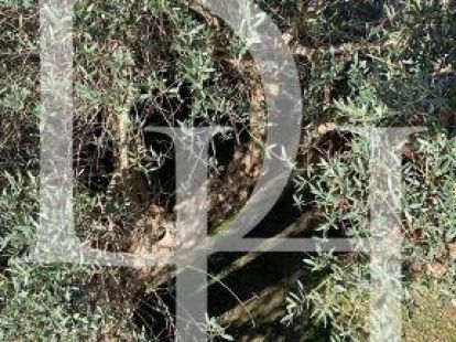 Коттедж в Баре, Черногория, 280м2 - стоимость 380&nbsp;000€ - Ref: 71963 фото 58