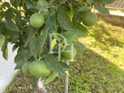 Domek w Ulcinju, Czarnogóra, 234m2 - koszt 215&nbsp;000€ - Ref: 71422 zdjęcia 28