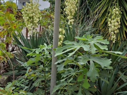 Willa w Barze, Czarnogóra, 364m2 - koszt 500&nbsp;000€ - Ref: 72265 zdjęcia 3