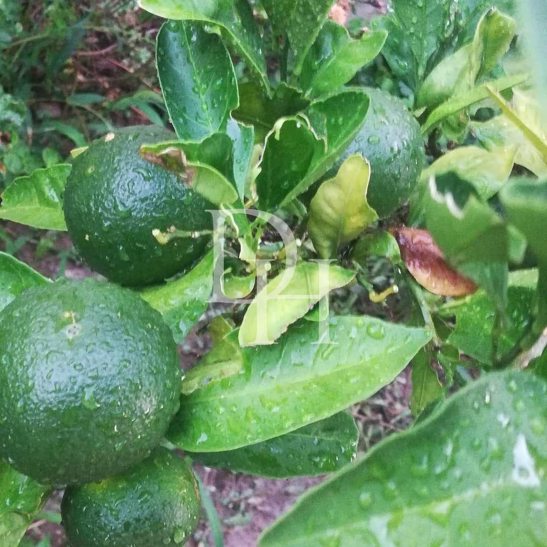 Таунхаус в Сутоморе, Черногория, 77м2 - стоимость 87&nbsp;000€ - Ref: 72308 фото 16