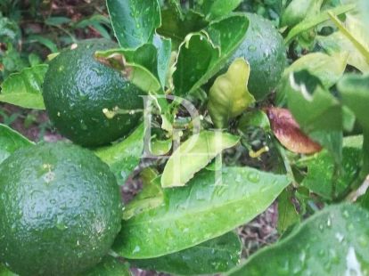 Таунхаус в Сутоморе, Черногория, 77м2 - стоимость 87&nbsp;000€ - Ref: 72308 фото 16