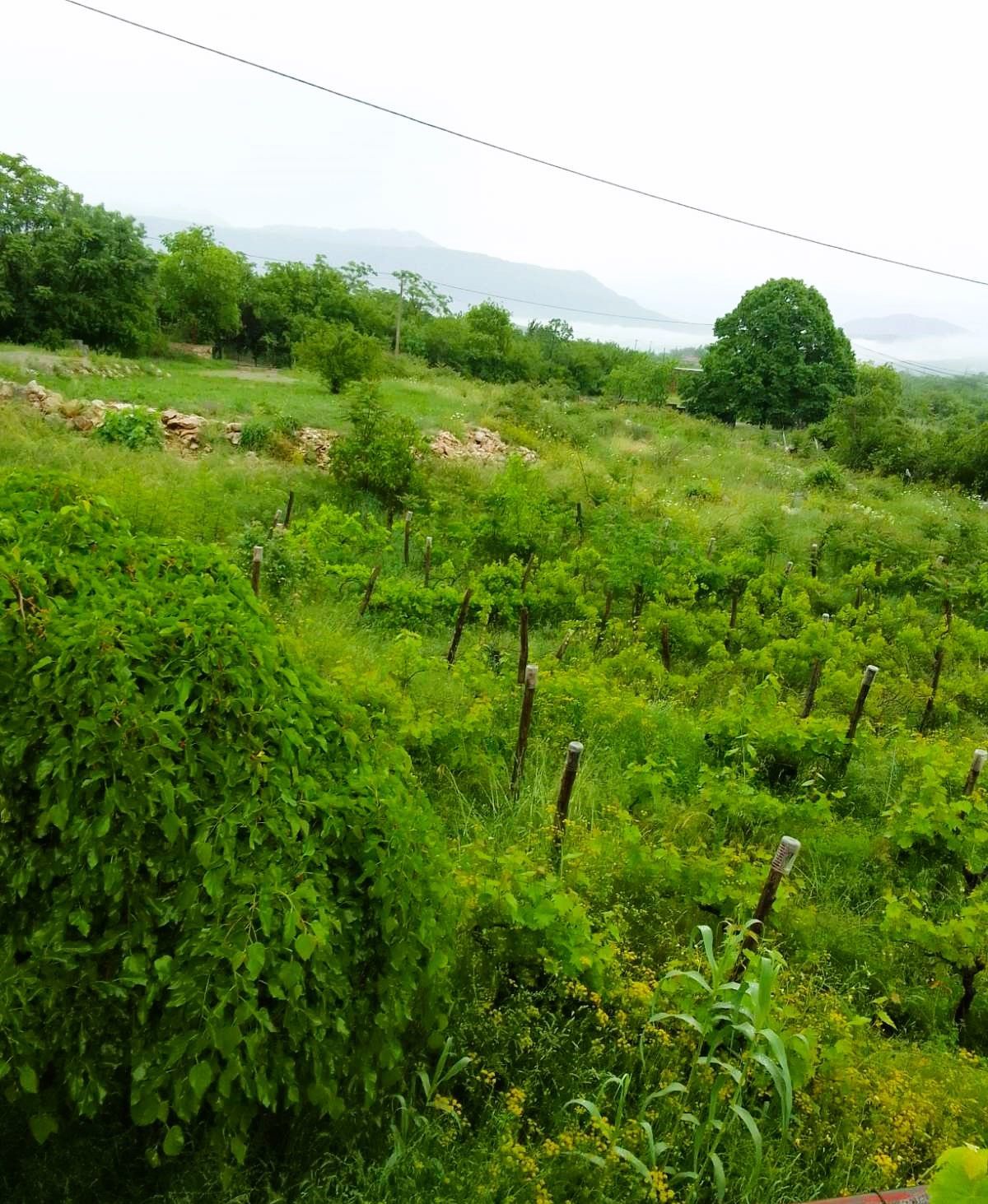 Участок в Даниловграде, Черногория, 3 000м2 - стоимость 55&nbsp;000€ - Ref: 72474 фото 1