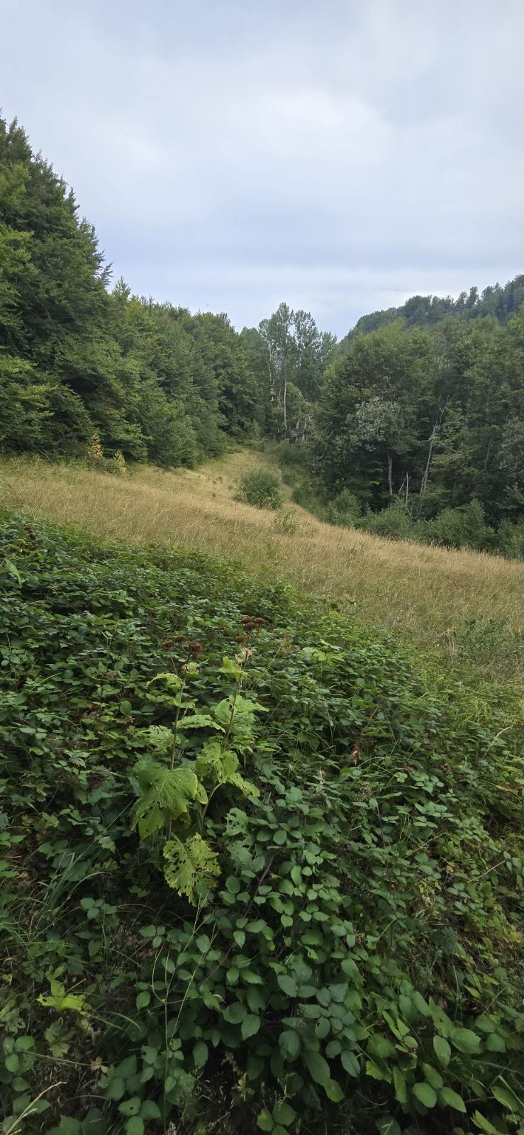 Land in Kolasin, Montenegro, 26 000m2 - kosten 15€ - Ref: 72521 foto 1