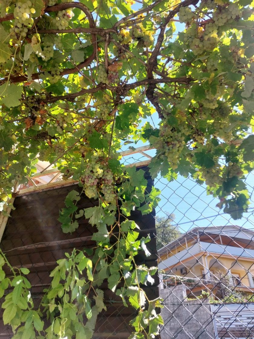 Коттедж в Сутоморе, Черногория, 50м2 - стоимость 70&nbsp;000€ - Ref: 72702 фото 10