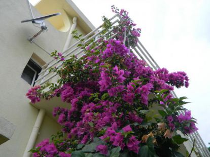 Таунхаус в Shushan у Барі, Чорногорія, 300м2 - вартість 260&nbsp;000€ - Ref: 1231 фото 6