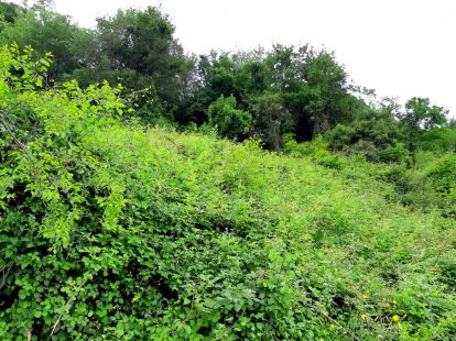 Land in Herceg Novi, Montenegro - for 32&nbsp;000€ - Ref: 10474 photo 2