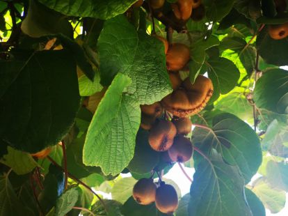 Cottage in Bar, Montenegro, 164m2 - for 300&nbsp;000€ - Ref: 15981 photo 39