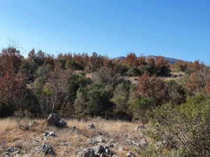 Land in Ulcinj, Montenegro, 17 926m2 - Ref: 18242 photo 4